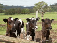 Book Bandon Grove Accommodation Vacations Pubs Perth Pubs Perth