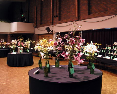 Burnie Lilium Show - Pubs Perth 0