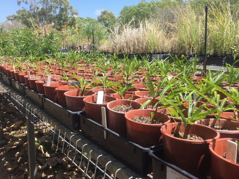 Conservation Volunteers Australia Townsville - Ocean View Nursery - Pubs Perth 2