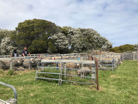 Flinders Island Show - Pubs Perth 1