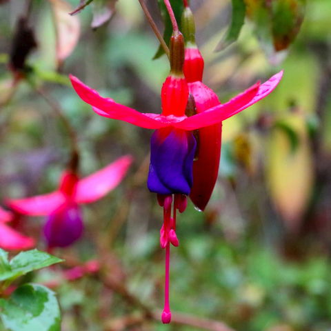 Friends Of Tindale Garden Monthly Plant Sales - Pubs Perth 0