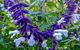 Friends Of Tindale Garden Monthly Plant Sales - thumb 1