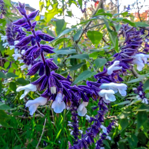 Friends Of Tindale Garden Monthly Plant Sales - Pubs Perth 1