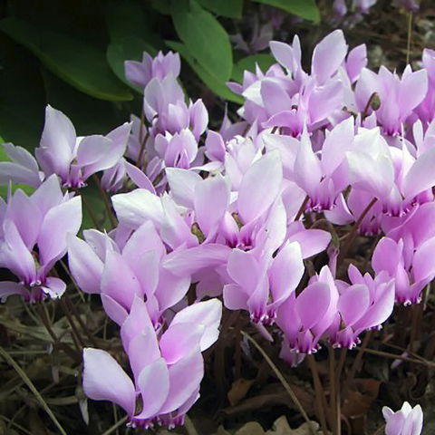 Friends Of Tindale Garden Monthly Plant Sales - Pubs Perth 2