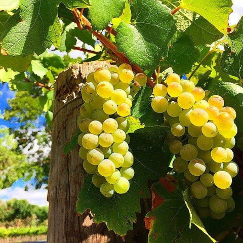 GetawaysSA Bringing Barossa To Your Door - Pubs Perth 0