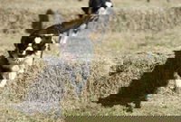 Great Nundle Dog Race