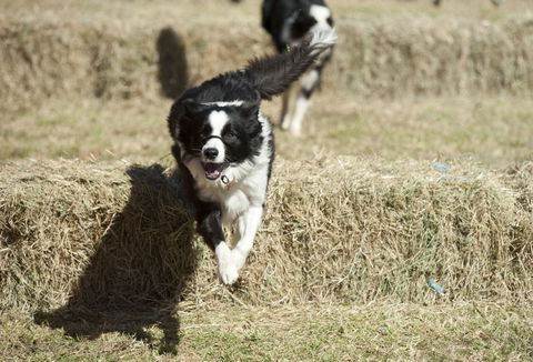 Great Nundle Dog Race - Pubs Perth 0