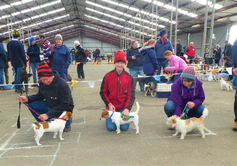 Hamilton Jack Russell Terrier And Hunting Dog Show - Pubs Perth 0