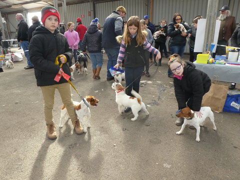 Hamilton Jack Russell Terrier And Hunting Dog Show - Pubs Perth 1