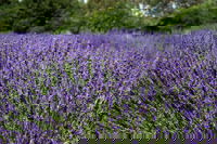 Lavender Herb and Chilli Festival