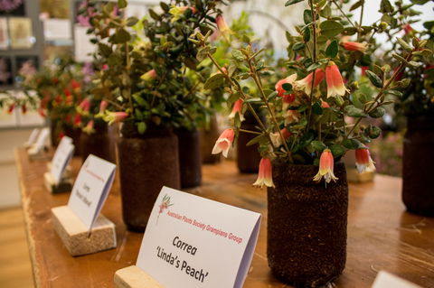 Pomonal Native Flower Show - Pubs Perth 1