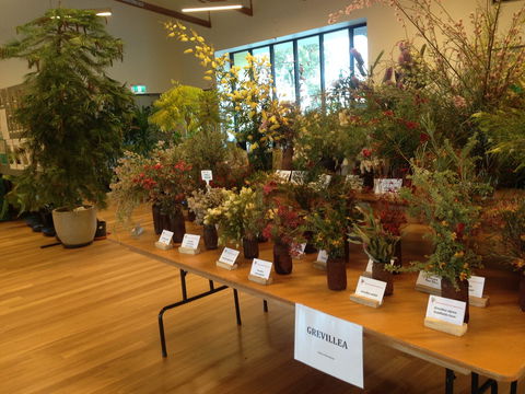 Pomonal Native Flower Show - Pubs Perth 2