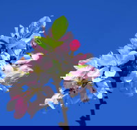 Spring time at Hunter Valley Gardens - Pubs Perth