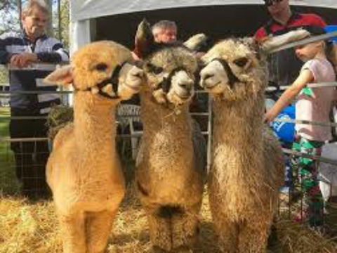 Tocal Field Days - Pubs Perth 2