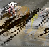 Twilight Greyhound Racing - Pubs Perth