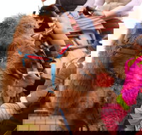 Willunga Almond Blossom Festival - Pubs Perth