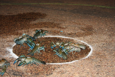 Windorah International Yabby Races - Postponed - Pubs Perth 2