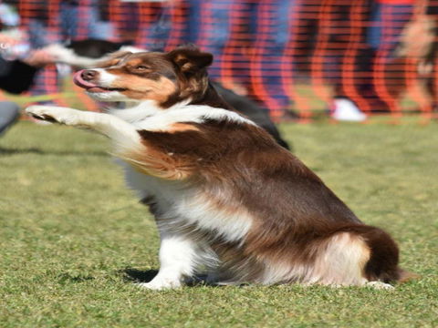 Dogs In The Park NSW Orange - Pubs Perth 0