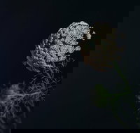 Colenso - Pubs Perth