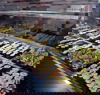 Super Sushi - Pubs Perth