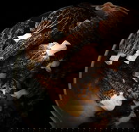 The Ox and Hound Bistro - Pubs Perth