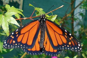 Harcourt Restaurants and Takeaway Pubs Perth Pubs Perth