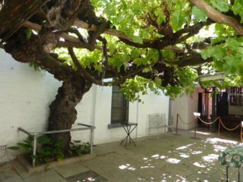 The Vine - Pubs Perth 0