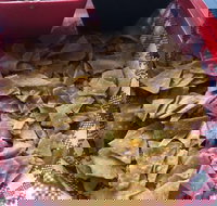 El Camino Cantina - Pubs Perth