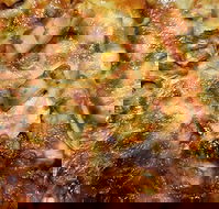 Sesame Pizza - Pubs Perth