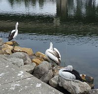 Saltwater Seafoods - Pubs Perth