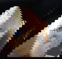 Shoeys bakery - Pubs Perth