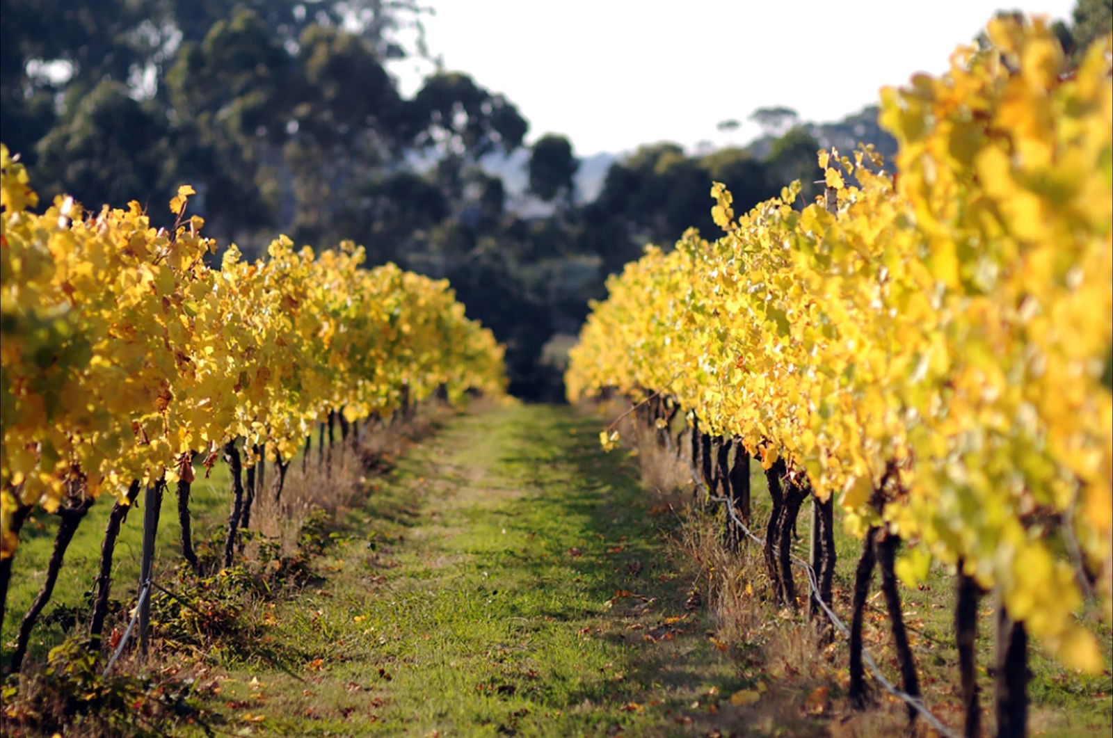 Irrewillipe VIC Pubs Perth