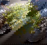 Wonderlust Cafe - Pubs Perth