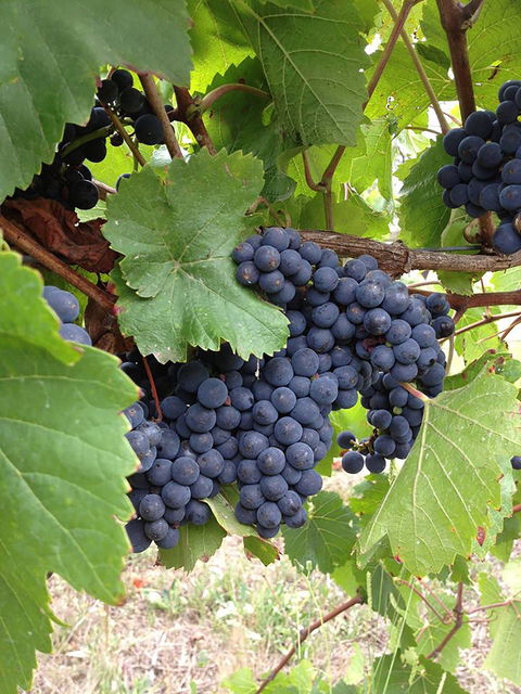 Marcus Hill Vineyard - Pubs Perth 0