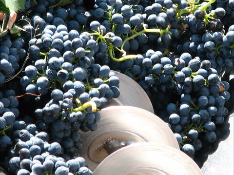 Orange Mountain Wines - Pubs Perth 2