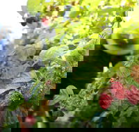 Springwood Farm Berries - Pubs Perth