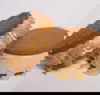 Gelato Messina - South Brisbane - Pubs Perth