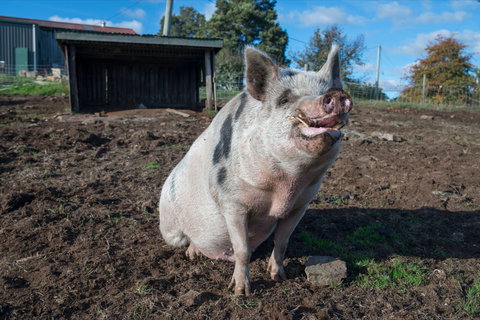 Holm Oak Vineyards - Pubs Perth 1