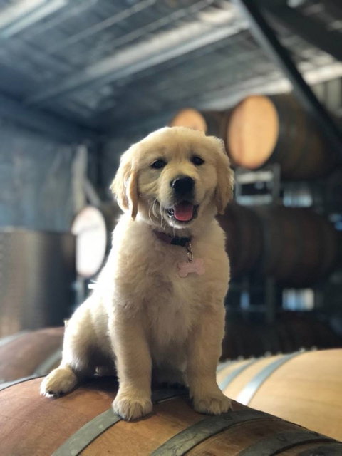 Macquariedale Organic Wines - Pubs Perth 1