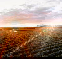 Rich Glen Olive Farm - Pubs Perth