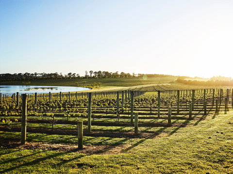 Wine Terrace And Cellar Door At Pt Leo Estate - Pubs Perth 0