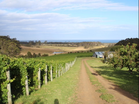 Cape Bernier Vineyard - Pubs Perth 2