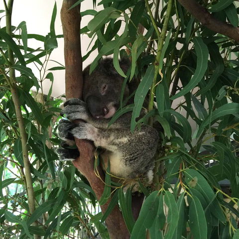 Wild Life Hamilton Island - Pubs Perth 0