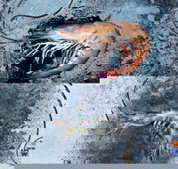 Yamba Wild - Pubs Perth