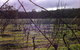 Darlington Vineyard - thumb 0