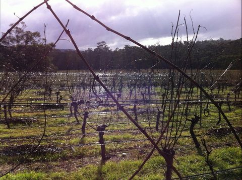 Darlington Vineyard - Pubs Perth 0