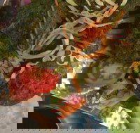 Faber Vineyard and Winery - Pubs Perth