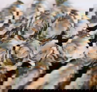 S.D. Caputo And Sons - Pubs Perth