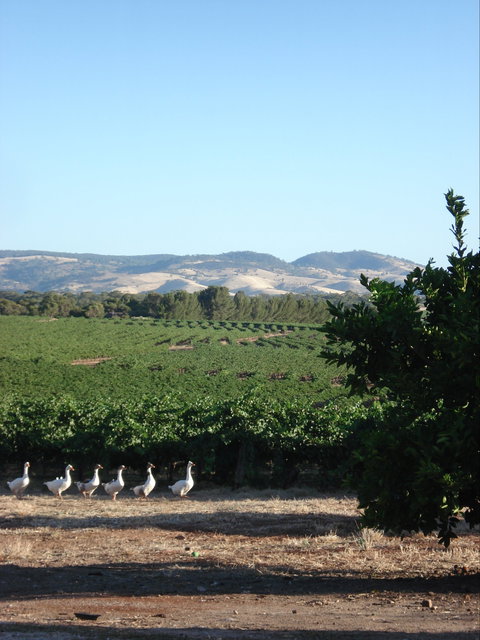 Heritage Wines - Pubs Perth 1