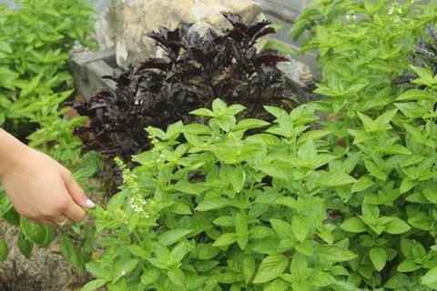 Hillview Herb Farm - Pubs Perth 1